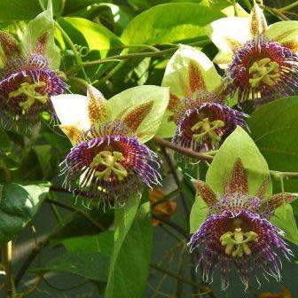 Passiflora maliformis - Wild Purple Passionfruit Granadilla - 5 Seed Pack - Edible Fruit