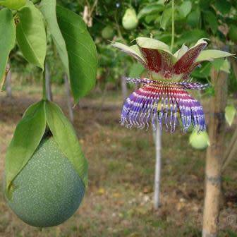Passiflora maliformis - Wild Purple Passionfruit Granadilla - 5 Seed Pack - Edible Fruit