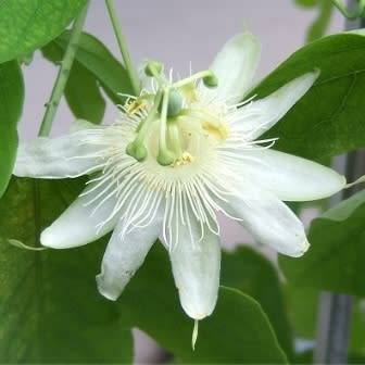 Passiflora subpeltata - 5 Seed Pack - Edible Fruit - Exotic Perennial Vine - Combined Shipping