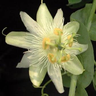 Passiflora subpeltata - 5 Seed Pack - Edible Fruit - Exotic Perennial Vine - Combined Shipping