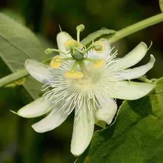 Passiflora subpeltata - 5 Seed Pack - Edible Fruit - Exotic Perennial Vine - Combined Shipping