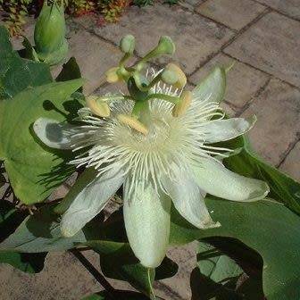 Passiflora subpeltata - 5 Seed Pack - Edible Fruit - Exotic Perennial Vine - Combined Shipping