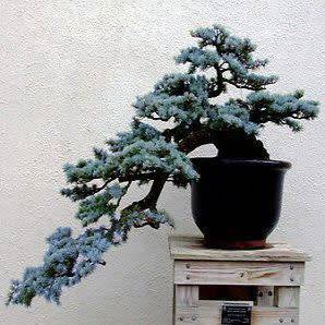 Picea pungens glauca - Colorado Blue Spruce Bonsai - 5 Seeds + FREE Gifts Seeds + Bonsai eBook