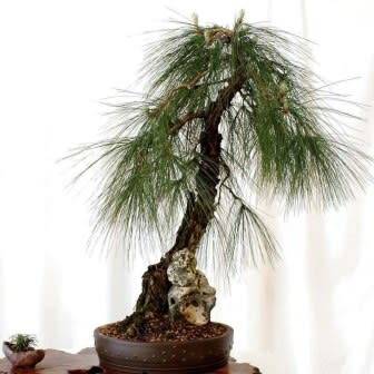 Pinus patula - Mexican Weeping Pine Bonsai - 5 Seeds + FREE Gifts Seeds + Bonsai eBook