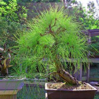 Pinus patula - Mexican Weeping Pine Bonsai - 5 Seeds + FREE Gifts Seeds + Bonsai eBook