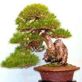 5 Pinus thunbergii - Black Pine Bonsai Seeds + FREE Gifts Seeds + Bonsai eBook - Combined Shipping