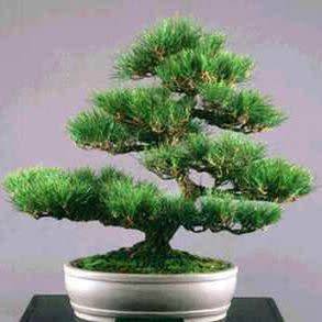 5 Pinus thunbergii - Black Pine Bonsai Seeds + FREE Gifts Seeds + Bonsai eBook - Combined Shipping