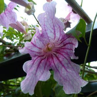 Podranea ricasoliana - Port St. Johns Creeper - 5 Seed Pack - Indigenous Perennial Climber Vine