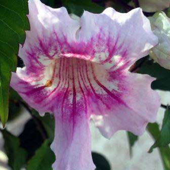 Podranea ricasoliana - Port St. Johns Creeper - 5 Seed Pack - Indigenous Perennial Climber Vine
