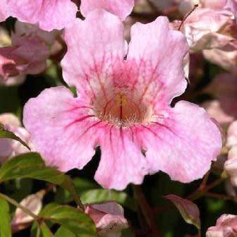 Podranea ricasoliana - Port St. Johns Creeper - 5 Seed Pack - Indigenous Perennial Climber Vine