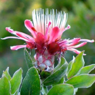 Protea aurea Seeds - Shuttlecock Sugarbush - Indigenous Endemic Cut Flower Fynbos Shrub