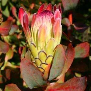 Protea eximia Seeds - Indigenous Endemic Cut Flower Fynbos Shrub - Worldwide Shipping