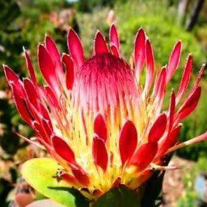 Protea eximia Seeds - Indigenous Endemic Cut Flower Fynbos Shrub - Worldwide Shipping