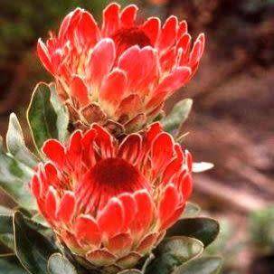 Protea eximia Seeds - Indigenous Endemic Cut Flower Fynbos Shrub - Worldwide Shipping