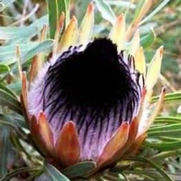 Protea longifolia Seeds - Indigenous Endemic Cut Flower Fynbos Shrub
