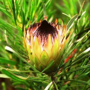 Protea longifolia Seeds - Indigenous Endemic Cut Flower Fynbos Shrub