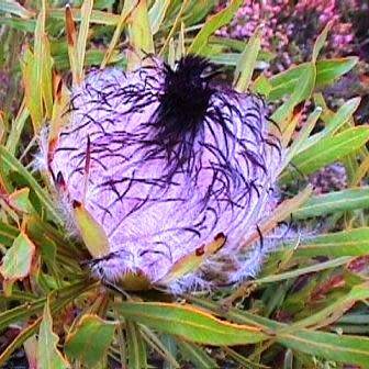 Protea longifolia Seeds - Indigenous Endemic Cut Flower Fynbos Shrub