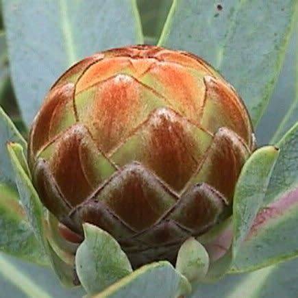 Protea nitida Seeds - Indigenous Endemic Cut Flower Fynbos Shrub Tree - Combined Global Shipping