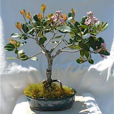 5 Rhaphiolepis indica - Indian Hawthorn Bonsai Seeds + Free Bonsai eBook - Exotic