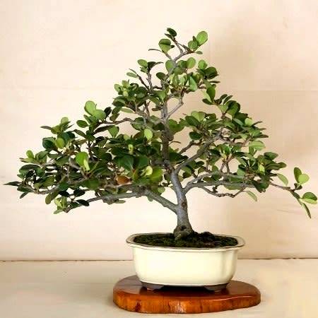 5 Rhaphiolepis indica - Indian Hawthorn Bonsai Seeds + Free Bonsai eBook - Exotic