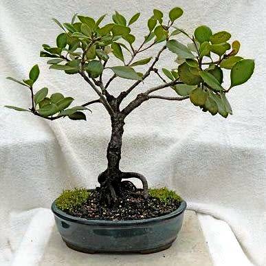 5 Rhaphiolepis indica - Indian Hawthorn Bonsai Seeds + Free Bonsai eBook - Exotic