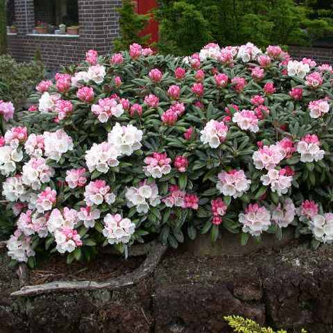 Rhododendron degronianum Seeds - Evergreen Shrub Bonsai Exotic - Combined Worldwide Shipping