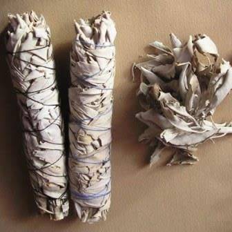 Salvia apiana - White Sage, Bee Sage, or Sacred Sage Seeds - Ethnobotanical