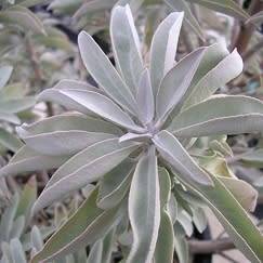 Salvia apiana - White Sage, Bee Sage, or Sacred Sage Seeds - Ethnobotanical