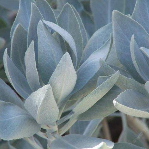 Salvia apiana - White Sage, Bee Sage, or Sacred Sage Seeds - Ethnobotanical