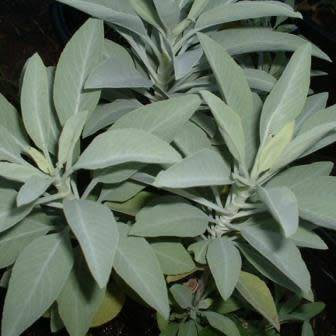 Salvia apiana - White Sage, Bee Sage, or Sacred Sage Seeds - Ethnobotanical
