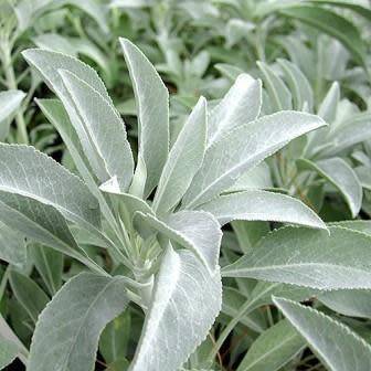 Salvia apiana - White Sage, Bee Sage, or Sacred Sage Seeds - Ethnobotanical