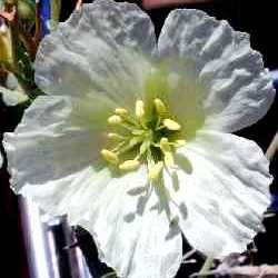 Sarcocaulon crassicaule Seeds - Indigenous Succulent - Combined Worldwide Shipping