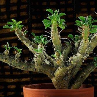 Sarcocaulon crassicaule Seeds - Indigenous Succulent - Combined Worldwide Shipping
