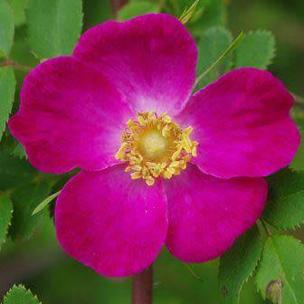 Rosa prattii Seeds - Rose Perennial Shrub - Combined Ship Rate