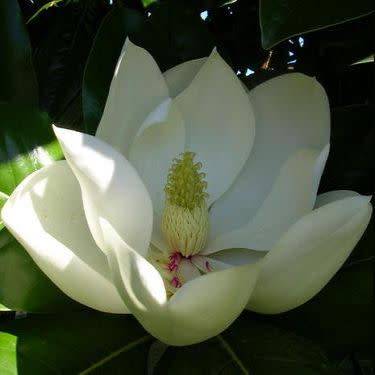 Magnolia grandiflora Seeds - Southern Magnolia Tree Seeds To Buy in South Africa