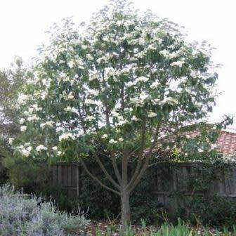 Magnolia grandiflora Seeds - Southern Magnolia Tree Seeds To Buy in South Africa