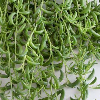 Senecio radicans - Baboon Toes (Lovely Carnation Scented Flowers) - Indigenous Succulents