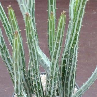 Senecio stapeliiformis Seeds - Spider Plant - Indigenous South African Native Succulent Plant