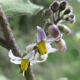 5 Solanum anguivi Seeds - Forest Bitterberry Indigenous South African Flowering Shrub Edible Fruit