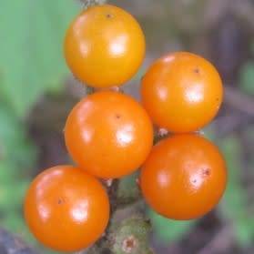 5 Solanum anguivi Seeds - Forest Bitterberry Indigenous South African Flowering Shrub Edible Fruit