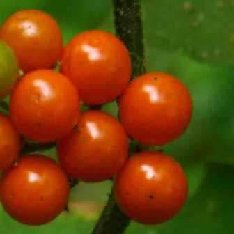 5 Solanum anguivi Seeds - Forest Bitterberry Indigenous South African Flowering Shrub Edible Fruit