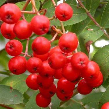 Sorbus aucuparia - 5 Seeds - Mountain or Rowan Ash Tree or Shrub - Combined Worldwide Shipping