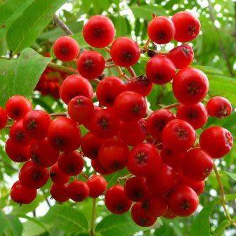 Sorbus aucuparia - 5 Seeds - Mountain or Rowan Ash Tree or Shrub - Combined Worldwide Shipping