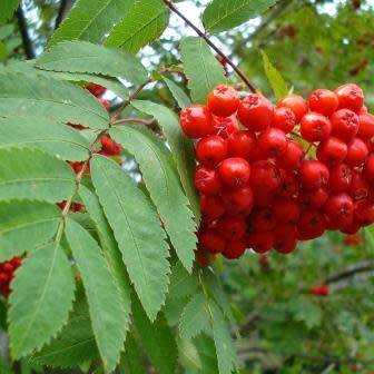 Sorbus aucuparia - 5 Seeds - Mountain or Rowan Ash Tree or Shrub - Combined Worldwide Shipping