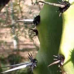 Stenocereus martinezii Seeds - Exotic Cactus Edible Fruit, Insured Combined Shipping