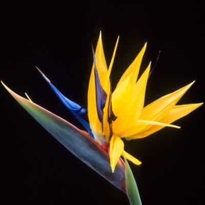 Strelitzia reginae Mandela's Gold Seeds - Rare Indigenous Flowering Shrub