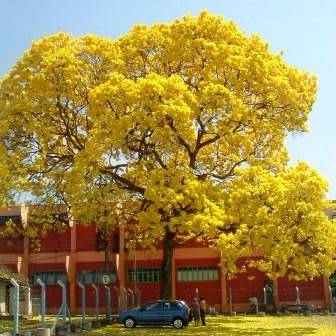 Tabebuia chrysotricha - Golden Trumpet Tree Seeds - Exotic Tree - Flat Ship Rate