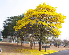 Tabebuia chrysotricha - Golden Trumpet Tree Seeds - Exotic Tree - Flat Ship Rate