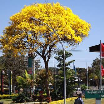 Tabebuia chrysotricha - Golden Trumpet Tree Seeds - Exotic Tree - Flat Ship Rate