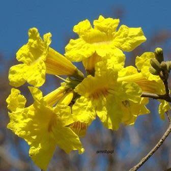 Tabebuia chrysotricha - Golden Trumpet Tree Seeds - Exotic Tree - Flat Ship Rate